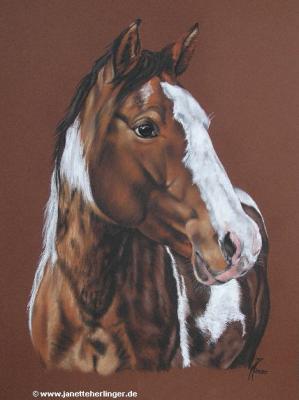 Scheckstute Chayenne (2007) - Janette Herlinger - Array auf - Array - Scheckstute Chayenne (2007) - Janette Herlinger - Array auf - Array -