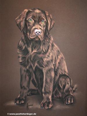 Labrador-Hündin Josy (2007) - Janette Herlinger - Array auf - Array - Labrador-Hündin Josy (2007) - Janette Herlinger - Array auf - Array -