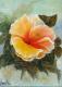 Hibiskus gelb-orange (2005) Angela Schmidtke - Angela Schmidtke - Acryl auf Leinwand - Sonstiges - Hibiskus gelb-orange (2005) Angela Schmidtke - Angela Schmidtke - Acryl auf Leinwand - Sonstiges -