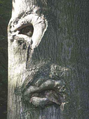 9. Der Einäugige - Burre Carmen - auf - Array - 9. Der Einäugige - Burre Carmen - auf - Array -