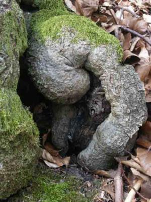 45. Pan - Burre Carmen - auf - Array - 45. Pan - Burre Carmen - auf - Array -