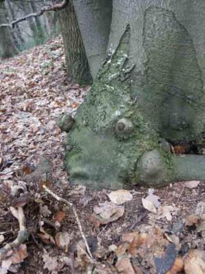 38. Quastenflosser - Burre Carmen - auf - Array - 38. Quastenflosser - Burre Carmen - auf - Array -