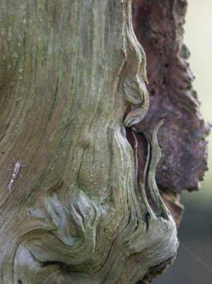 39. SCHLANGENFRASS - Burre Carmen - auf - Array - 39. SCHLANGENFRASS - Burre Carmen - auf - Array -