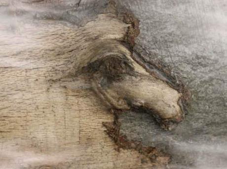 35. Pferd - Burre Carmen - auf - Array - 35. Pferd - Burre Carmen - auf - Array -