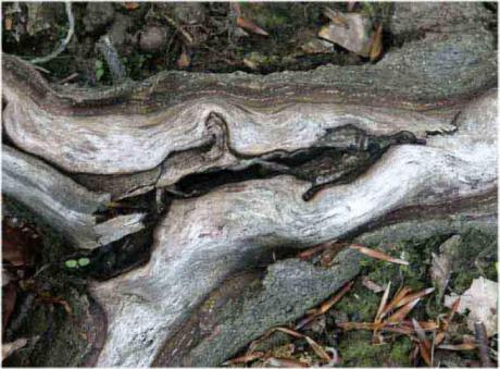 17. Fabelwesen 1 - Burre Carmen - auf - Array - 17. Fabelwesen 1 - Burre Carmen - auf - Array -