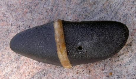 Steinfisch - Gisbert Zimmermann - auf - Array - Steinfisch - Gisbert Zimmermann - auf - Array -