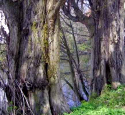 Weidenstämme - Peter Norden - Array auf - Array - Weidenstämme - Peter Norden - Array auf - Array -