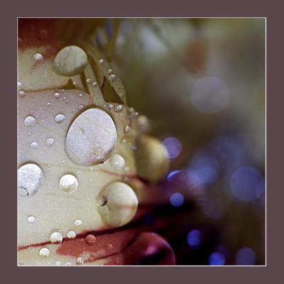 bluedrop - Christine Gross - auf - Array - bluedrop - Christine Gross - auf - Array -