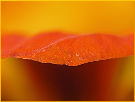 Wave (2006) - Christine Gross - auf - Array - Wave (2006) - Christine Gross - auf - Array -