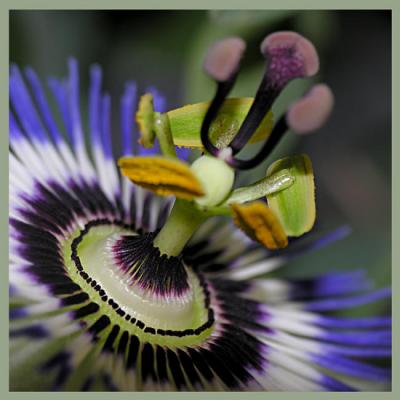 passiflora - Christine Gross - auf - Array - passiflora - Christine Gross - auf - Array -