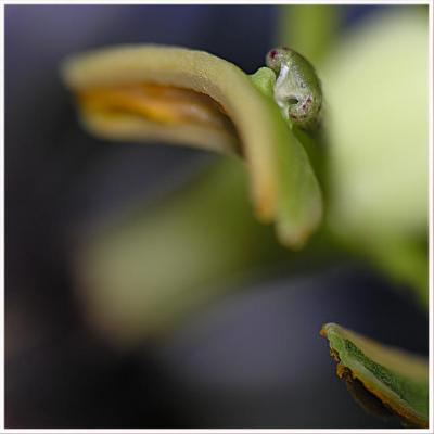 passiflora II (2006) - Christine Gross - auf - Array - passiflora II (2006) - Christine Gross - auf - Array -