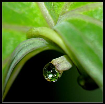 greendrop (2006) - Christine Gross - auf - Array - greendrop (2006) - Christine Gross - auf - Array -