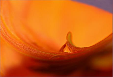 Tsunami (2006) - Christine Gross - auf - Array - Tsunami (2006) - Christine Gross - auf - Array -