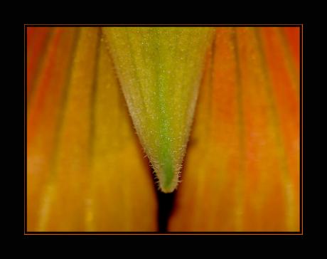 Tanga (2006) - Christine Gross - auf - Array - Tanga (2006) - Christine Gross - auf - Array -