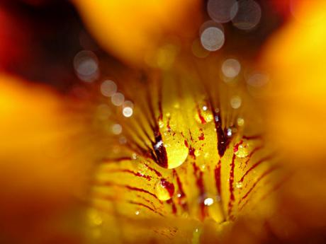 Inner Beauty (2006) - Christine Gross - auf - Array - Inner Beauty (2006) - Christine Gross - auf - Array -