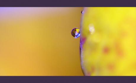 the drop (2006) - Christine Gross - auf - Array - the drop (2006) - Christine Gross - auf - Array -