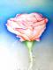Rose 2 (2005) - Artur Marta - Pastell auf Papier - Sonstiges-Rosen - Rose 2 (2005) - Artur Marta - Pastell auf Papier - Sonstiges-Rosen -
