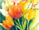 Tulpen Tulpen