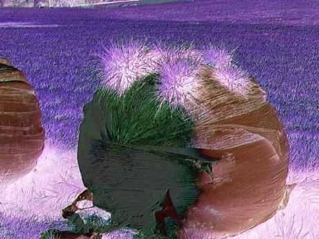 Sonneninsel - Helmut Englisch - Jeremias Salse - Array auf - Array - Sonneninsel - Helmut Englisch - Jeremias Salse - Array auf - Array -