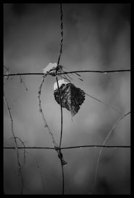 Blatt - fernand Reiter - Array auf - Array - Blatt - fernand Reiter - Array auf - Array -