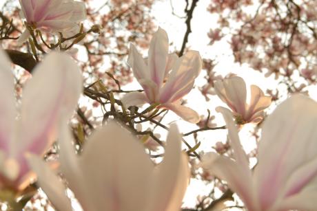 Kirschblüte - Max Nemo Mertens - auf - Array - Kirschblüte - Max Nemo Mertens - auf - Array -