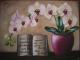 Orchidee mit Widmung - Christin Dahms - Acryl auf Leinwand - Blumen-Stillleben - Naturalismus Orchidee mit Widmung - Christin Dahms - Acryl auf Leinwand - Blumen-Stillleben - Naturalismus