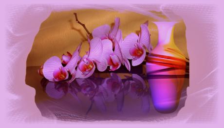 Orchidee-Elegance - Gabriele Nedilka - Array auf - Array - Orchidee-Elegance - Gabriele Nedilka - Array auf - Array -