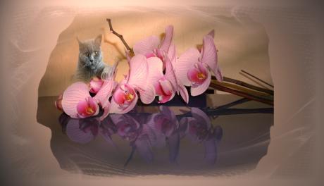 Orchidee-Katzenkoenigin - Gabriele Nedilka - Array auf - Array - Array Orchidee-Katzenkoenigin - Gabriele Nedilka - Array auf - Array - Array