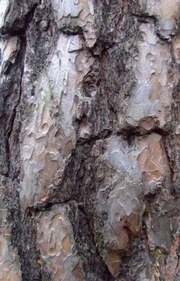 Die Seele - robert schery - auf - Array - Die Seele - robert schery - auf - Array -