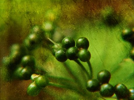 Beerengrün - Claudia Gründler - Array auf - Array - Beerengrün - Claudia Gründler - Array auf - Array -