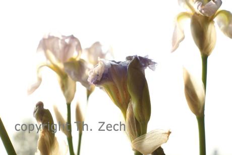 Lilie - Thaddäus Zech - auf - Array - Lilie - Thaddäus Zech - auf - Array -