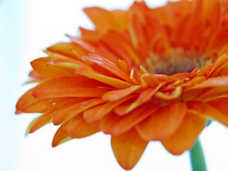 Gerbera - Annett Tropschug - auf - Array - Gerbera - Annett Tropschug - auf - Array -