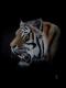 TIGER PORTRAIT TIGER PORTRAIT