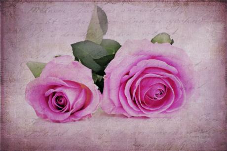 Ode an die Rose - Annett Tropschug - Array auf - Array - Ode an die Rose - Annett Tropschug - Array auf - Array -