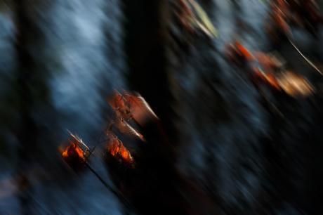 Blätter - Michael Guntenhöner - Array auf - Array - Blätter - Michael Guntenhöner - Array auf - Array -