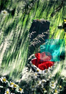 Mohn - Michael Guntenhöner - Array auf - Array - Mohn - Michael Guntenhöner - Array auf - Array -