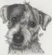 Hündchen - Kerstin Schröder - Bleistift auf - Hunde - Hündchen - Kerstin Schröder - Bleistift auf - Hunde -