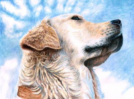Golden Retriever - Nicole Zeug - Array auf Array - Array - Array Golden Retriever - Nicole Zeug - Array auf Array - Array - Array