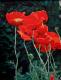 roter Mohn roter Mohn