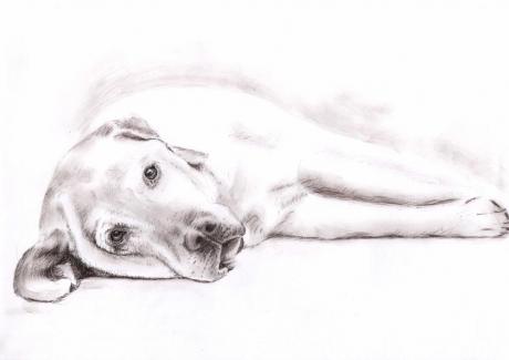 Labrador - Nicole Zeug - Array auf - Array - Array Labrador - Nicole Zeug - Array auf - Array - Array