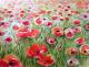 Mohn - Ulrike Mahler - Aquarell auf Papier - Mohn - Mohn - Ulrike Mahler - Aquarell auf Papier - Mohn -