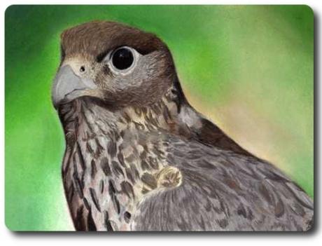 VogelART Falke - Askara Jinn - Array auf - Array - VogelART Falke - Askara Jinn - Array auf - Array -