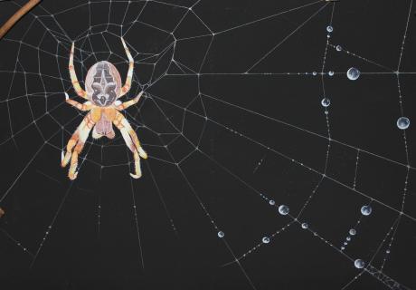 Spinne - mike . mairhofer - Array auf Array - Array - Spinne - mike . mairhofer - Array auf Array - Array -