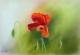 Mohn - Renate Dohr - Pastell auf Pappe - Mohn - Gegenständlich-Naturalismus-Realismus Mohn - Renate Dohr - Pastell auf Pappe - Mohn - Gegenständlich-Naturalismus-Realismus