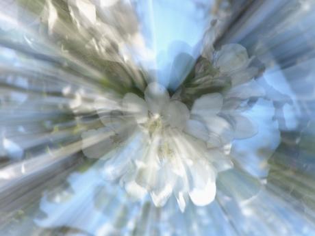 Blütenexplosion - Walter J. Pilsak - auf - Array - Blütenexplosion - Walter J. Pilsak - auf - Array -