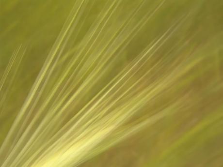 Getreidegold - Walter J. Pilsak - auf - Array - Getreidegold - Walter J. Pilsak - auf - Array -