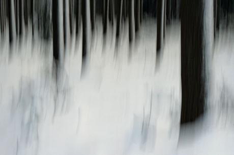 Shadow forest - Walter J. Pilsak - auf - Array - Shadow forest - Walter J. Pilsak - auf - Array -