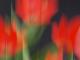 Tulpenrot - Walter J. Pilsak - auf - Abstrakt-Blumen - Tulpenrot - Walter J. Pilsak - auf - Abstrakt-Blumen -