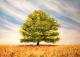 der Baum - peter paint - Acryl auf Leinwand - Landschaft-Sommer - Impressionismus der Baum - peter paint - Acryl auf Leinwand - Landschaft-Sommer - Impressionismus
