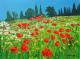 Mohnwiese in der Toskana - Klaus Dierlamm - Acryl auf Leinwand - Landschaft - Realismus Mohnwiese in der Toskana - Klaus Dierlamm - Acryl auf Leinwand - Landschaft - Realismus